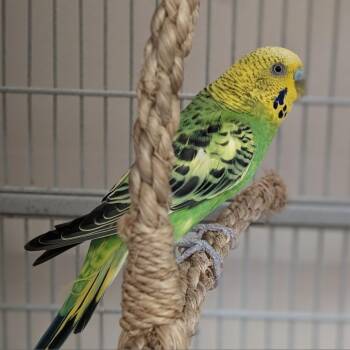 Parakeet Birds Available for Adoption in Kanab, Utah - Martini | PetCurious