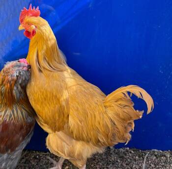 Flash -  Chicken Bird for Adoption in Golden, Colorado - Flash | PetCurious