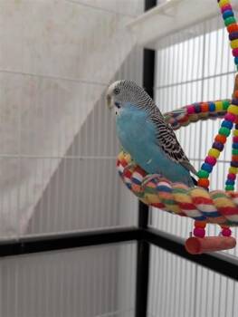 Parakeet Birds Available for Adoption in Montreal, Quebec - Blueberry | PetCurious