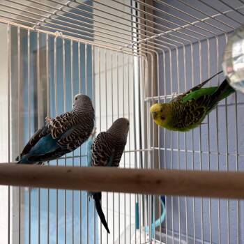 Falcon -  Parakeet Bird for Adoption in Brockton, Massachusetts - Falcon | PetCurious