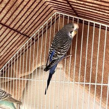 Parakeet #8 -  Parakeet Bird for Adoption in Wheaton, Illinois - Parakeet #8 | PetCurious