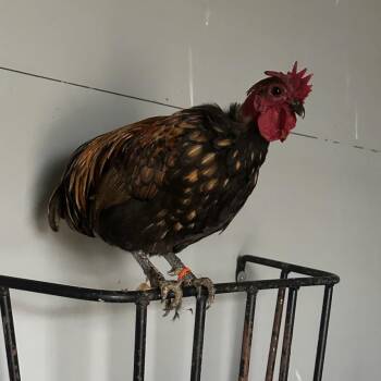 Chicken Birds Available for Adoption - Cal (ID 50137) | PetCurious