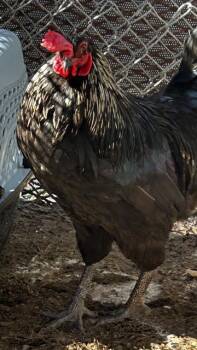 GOLDENROD -  Chicken Bird for Adoption in Martinez, California - GOLDENROD | PetCurious