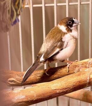 Finch Birds Available for Adoption in Middletown Township, New Jersey - Marybeth, Hesh, Sky, & Cheddar | PetCurious