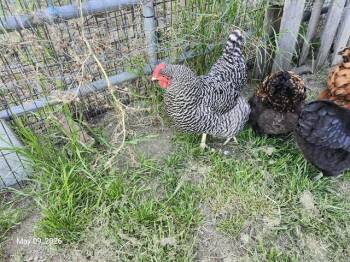 Chicken Birds Available for Adoption in Santa Cruz, California - BILLIE | PetCurious
