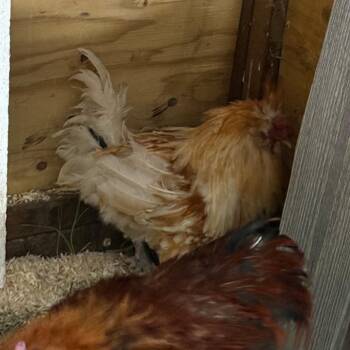 Rocco -  Chicken Bird for Adoption in Cheyenne, Wyoming - Rocco | PetCurious