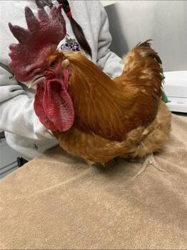 Chicken Birds Available for Adoption in Fairbanks, Alaska - TOEWS | PetCurious