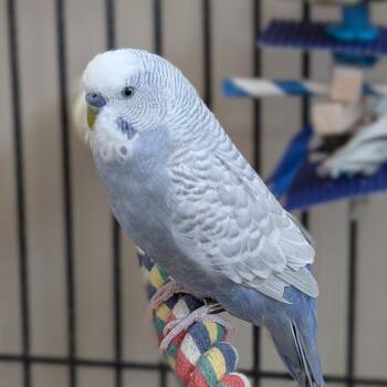 Parakeet Birds Available for Adoption in Kanab, Utah - Indie | PetCurious