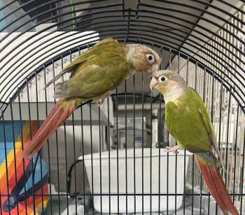 Conure Birds Available for Adoption in Pittsburgh, Pennsylvania - Bresia | PetCurious