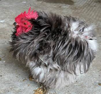 Chicken Birds Available for Adoption in Union, Missouri - DO-SI-DO | PetCurious