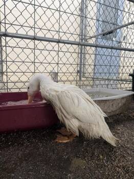 DANNIE -  Duck Bird for Adoption in Salinas, California - DANNIE | PetCurious