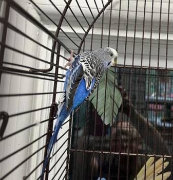 Thimphou -  Parakeet Bird for Adoption in Montreal, Quebec - Thimphou | PetCurious