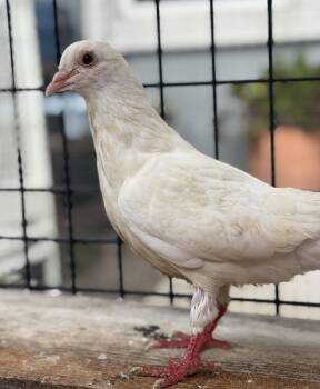 Pigeon Birds Available for Adoption in Oakland, California - Linguine | PetCurious