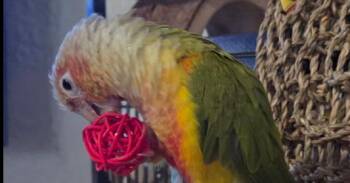 Athena -  Conure Bird for Adoption in Pittsburgh, Pennsylvania - Athena | PetCurious
