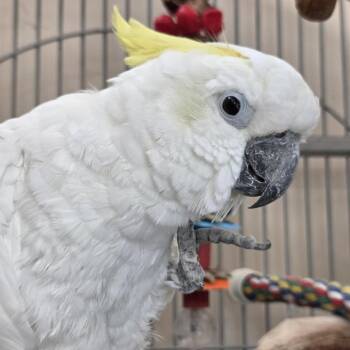 Buddi -  Cockatoo Bird for Adoption in Kanab, Utah - Buddi | PetCurious