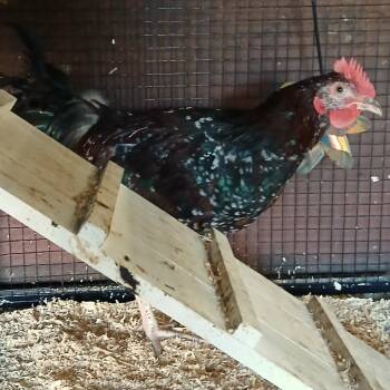 Jasper -  Chicken Bird for Adoption in Fairport, New York - Jasper | PetCurious