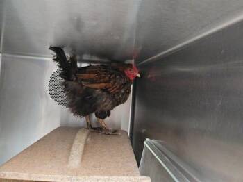 HENNIFER -  Chicken Bird for Adoption in Albuquerque, New Mexico - HENNIFER | PetCurious