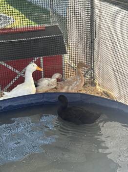 Big Mama / Honey / Juniper / Emerald / Honey -  Duck Bird for Adoption in Eagle Mountain, Utah - Big Mama / Honey / Juniper / Emerald / Honey | PetCurious