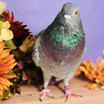 Necco -  Pigeon Bird for Adoption in Chicago, Illinois - Necco | PetCurious