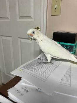 Cockatoo Birds Available for Adoption in Pittsburgh, Pennsylvania - Bobo | PetCurious