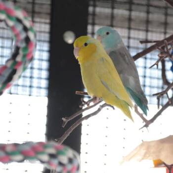 Parrotlet Birds Available for Adoption in Kanab, Utah - Apollo | PetCurious