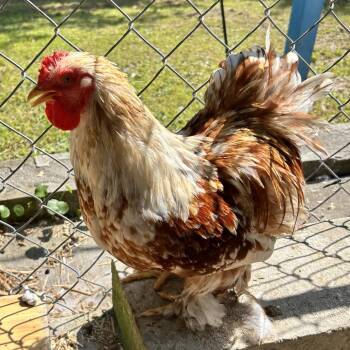 Patricia -  Chicken Bird for Adoption in Newport, North Carolina - Patricia | PetCurious