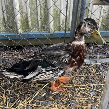 Duck Birds Available for Adoption in Quakertown, Pennsylvania - Apple 1 | PetCurious
