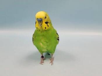 Zeus -  Parakeet Bird for Adoption in Minneapolis, Minnesota - Zeus | PetCurious