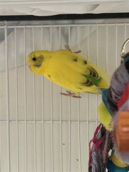 Canari -  Budgie Budgerigar Bird for Adoption in Montreal, Quebec - Canari | PetCurious