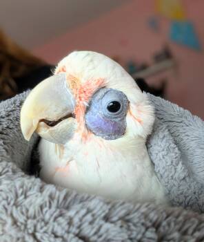 Cockatoo Birds Available for Adoption - Skye | PetCurious