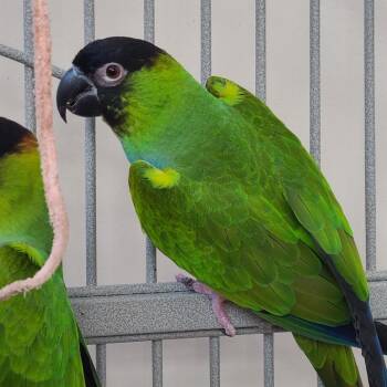 Conure Birds Available for Adoption in Kanab, Utah - Edamame | PetCurious