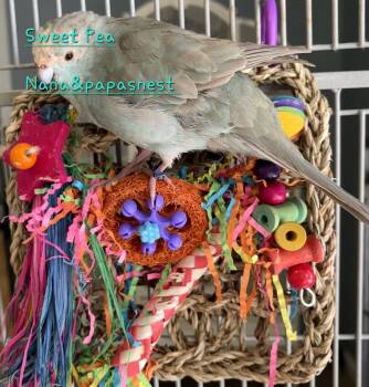 Kakariki Birds Available for Adoption in Wakefield, Virginia - Sweetie Pie | PetCurious