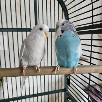 Parakeet Birds Available for Adoption - Rita | PetCurious