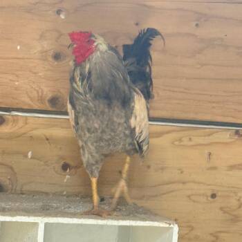 Cowboy -  Chicken Bird for Adoption in Cheyenne, Wyoming - Cowboy | PetCurious