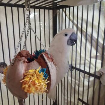 Poppy -  Cockatoo Bird for Adoption in Modesto, California - Poppy | PetCurious
