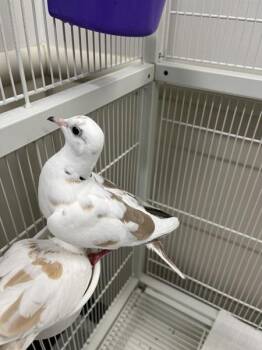 Cello -  Dove Bird Available for Adoption in Stratham, New Hampshire - Cello | PetCurious
