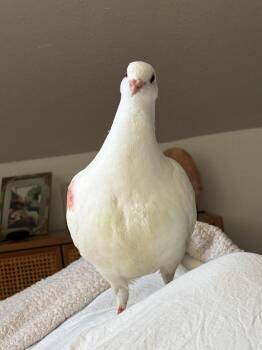 Birb -  Pigeon Bird for Adoption in Oakland, California - Birb | PetCurious