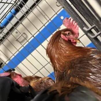 RORY -  Chicken Bird for Adoption in Las Vegas, Nevada - RORY | PetCurious