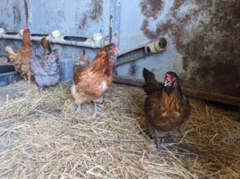 PIQUILLO -  Chicken Bird for Adoption in Santa Cruz, California - PIQUILLO | PetCurious