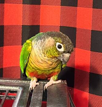 Conure Birds Available for Adoption - Pablo | PetCurious