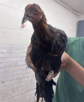 POLLITA -  Chicken Bird for Adoption in San Bernardino, California - POLLITA | PetCurious