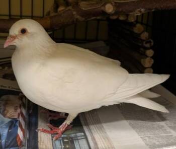 Vanilla -  Pigeon and Dove Bird for Adoption in Bellingham, Washington - Vanilla | PetCurious