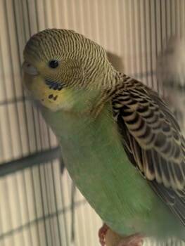 Budgie Budgerigar Birds Available for Adoption in Fairfax, Virginia - Siren | PetCurious