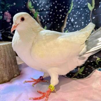 Pigeon Birds Available for Adoption in Chicago, Illinois - Tanwyn | PetCurious