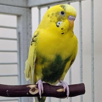 Parakeet Birds Available for Adoption in Kanab, Utah - Louise | PetCurious