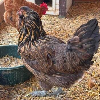 Velma -  Chicken Bird for Adoption in Nampa, Idaho - Velma | PetCurious
