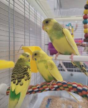Lemon, Litchi & Lime -  Parakeet Bird for Adoption in Delson, Quebec - Lemon, Litchi & Lime | PetCurious