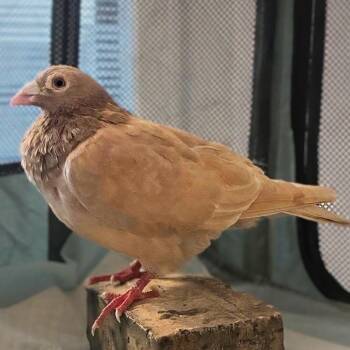 Nougat -  Pigeon Bird for Adoption in Chicago, Illinois - Nougat | PetCurious