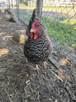 Paulette -  Chicken Bird Available for Adoption in Stratham, New Hampshire - Paulette | PetCurious