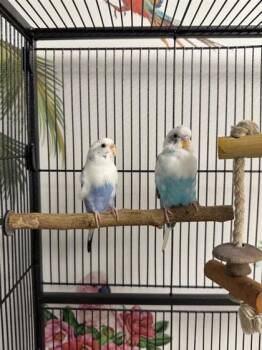 Bleu ciel -  Budgie Budgerigar Bird for Adoption in Montreal, Quebec - Bleu Ciel | PetCurious